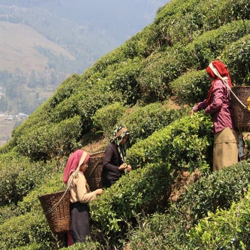Pflückerinnen bei der Ernte in Darjeeling